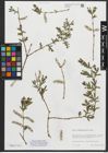 Foto von Salix amplexicaulis Bory